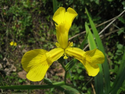 Coltellacci Coltellacci