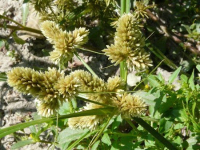 Cyperus glomeratus L.