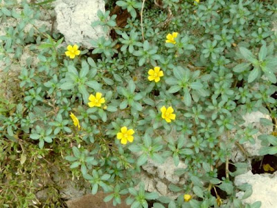 Creeping water-primrose Creeping water-primrose