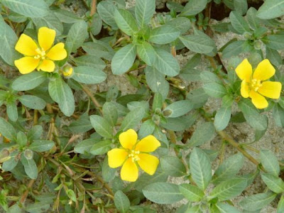 Creeping water-primrose Creeping water-primrose