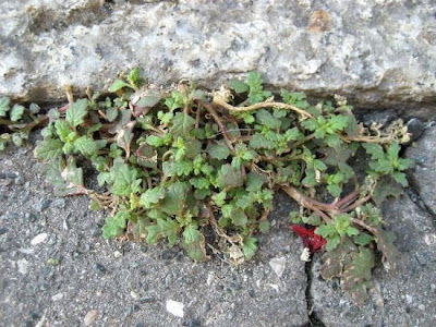 Clammy goosefoot
