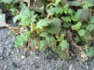 Clammy goosefoot