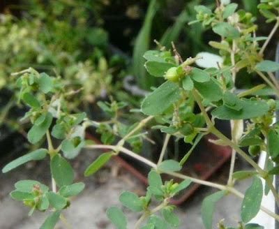 Chamaesyce humifusa (Willd. ex Schltr.) Prokh.