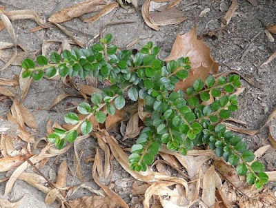 Wall Cotoneaster Wall Cotoneaster