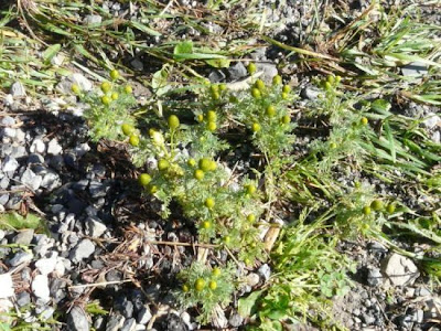Disc mayweed Disc mayweed