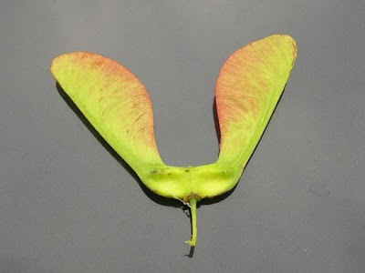 Acer pseudoplatanus L.