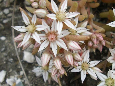 Borracina arrossata