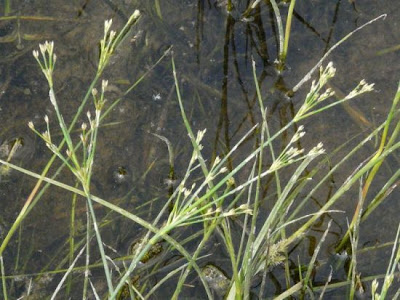 Juncus articulatus,
Giunco nodoso,
jointed rush,
jointleaf rush,
juncus