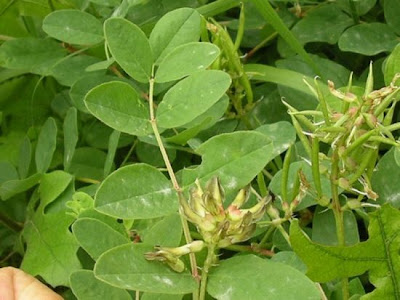R�glisse sauvage
