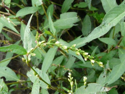 Water-pepper Water-pepper