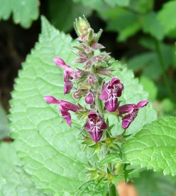 Stachys sylvatica L.