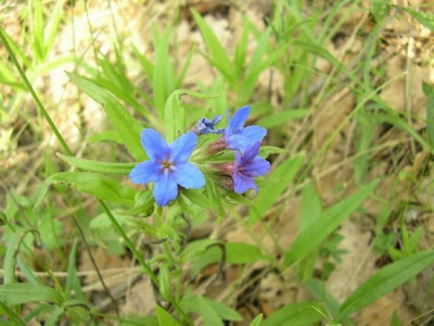 Gr�mil pourpre-bleu