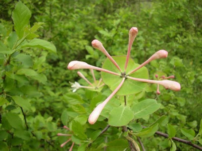 Lonicera caprifolium L.
