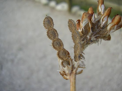 Sainfoin d'Espagne