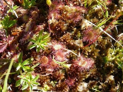 Drosera a foglie rotonde Drosera a foglie rotonde