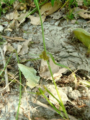 Cyperus fuscus L.