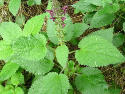 Stachys sylvatica L.