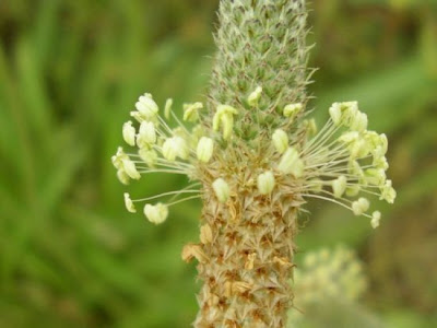 P. minore