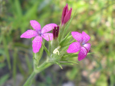 Deptford pink