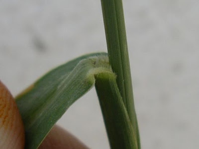 Pigeon grass