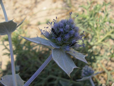 Calcatreppola marittima