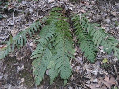 Dryopteris affinis (Lowe) Fr.-Jenk.