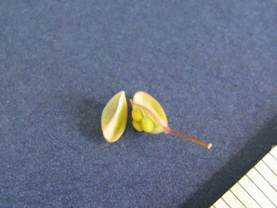 Claspleaf pennycress Claspleaf pennycress