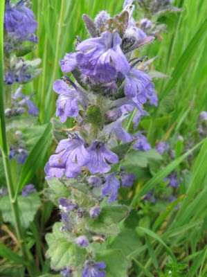 Ajuga genevensis L.