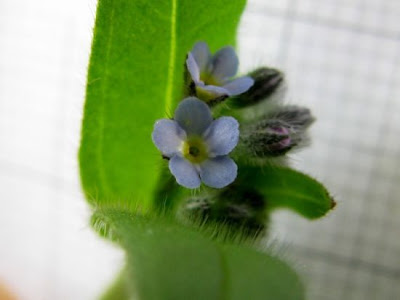 Field forget-me-not