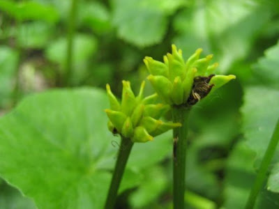 Caltha palustris L.