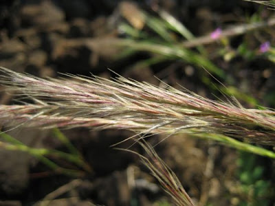 Fringed fescue