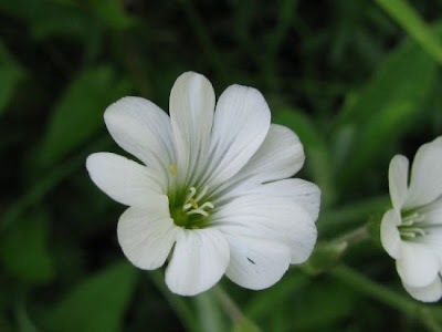 Field mouse-ear