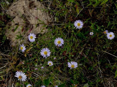 Glattblatt-Aster Glattblatt-Aster