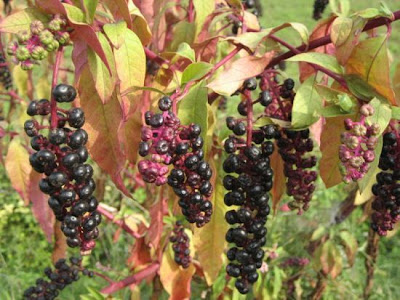 Fitolaca