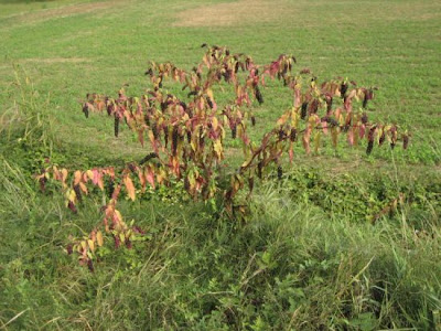 Fitolaca