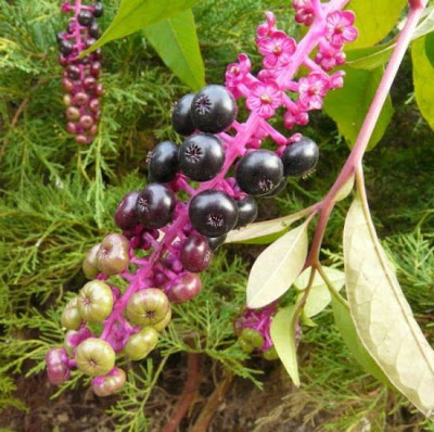 Fitolaca