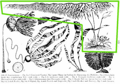 Macrocystis pirifera