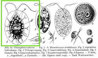 Haematococcus droebakensis