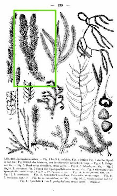 Lycopodium selago,
,
northern fir-moss