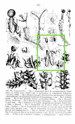 Jackiella javanica