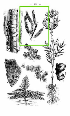 Palaeostachya