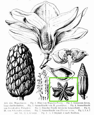 Illicium verum,
anice stellato,
anis &eacute;toil&eacute;,
anis &eacute;toil&eacute;,
anis-da-China,
anis-estrelado,
an&iacute;s de China,
an&iacute;s estrellado,
badiane de Chine,
badi&aacute;n,
Chinese star-anise,
chinesischer Sternanis,
Star Anise,
star-anise