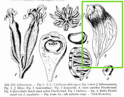 Juliana amplifolia