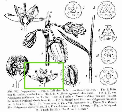 Fagopyrum sagittatum