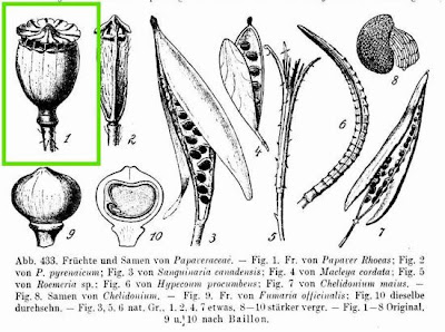 Flanders poppy