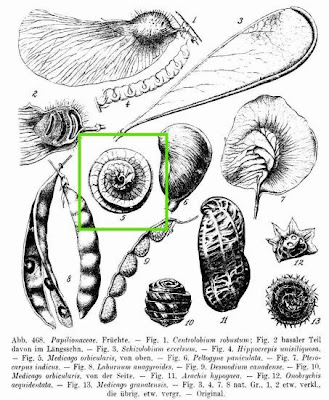 Erba medica orbicolare Erba medica orbicolare