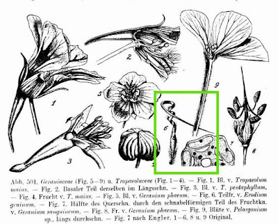 Iranian stork's bill
