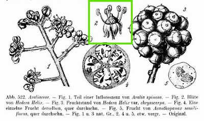 Hedera helix L.