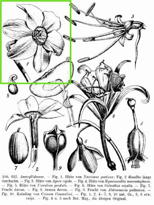 Narcissus poeticus L.