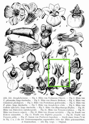 Kickxia commutata,
Cencio perennante,
Mediterranean Fluellen